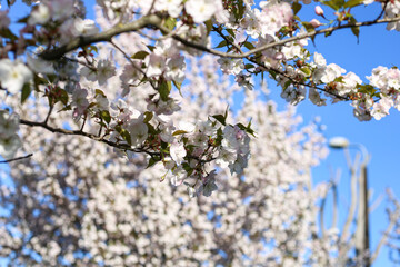 Beautiful white Cherry Blossom Sakura flowers blooming on a city park.