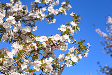 Beautiful white Cherry Blossom Sakura flowers blooming on a city park.