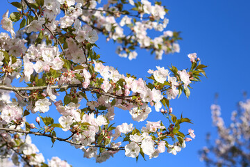 Beautiful white Cherry Blossom Sakura flowers blooming on a city park.