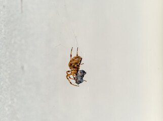 Cross Orb weaver spider eating prey in Ireland - View from the underside