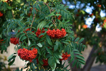 Red mountain ash in the garden against the blue sky