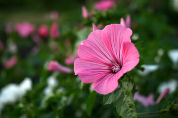 Flowers of the Queen's pink lavatera close-up