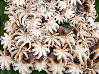 Boiled little octopuses on the counter at the street food market