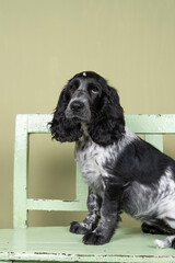 Full body portrait of a cute English cocker spaniel sitting on a green wooden bench