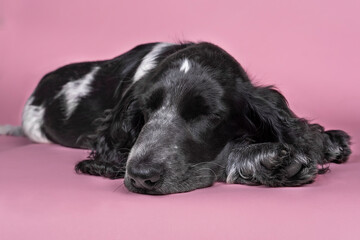 Full body portrait of a cute English cocker spaniel sleeping isolated on a pink background