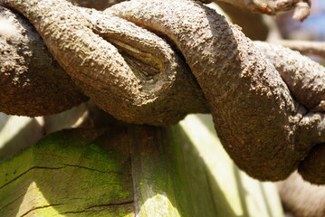close up of vine