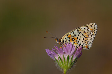 a butterfly on a purple flower, Melitaea arduinna