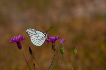 butterfly feeding on purple flower, Black-veined White - Aporia crataegi