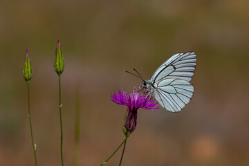 butterfly feeding on purple flower, Black-veined White - Aporia crataegi