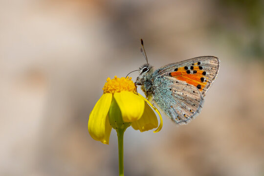 A butterfly feeding with its antennae on a yellow flower, Tomares nesimachus