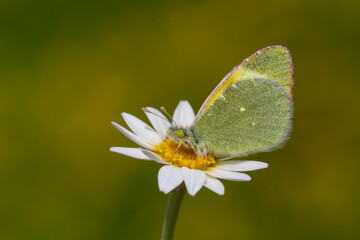 yellowish greenish butterfly on daisy flower, Euchloe penia	