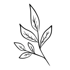 black and white leaves line art element isolate for wedding invite, logo or card