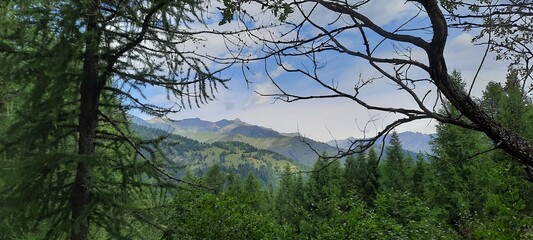 morning in the forest