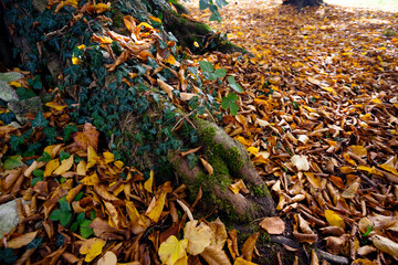 background of autumn yellow leaves