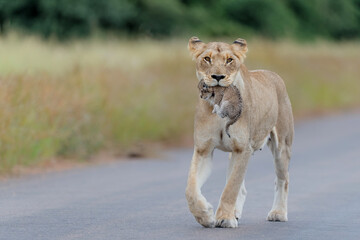 Lioness (Panthera leo) mother walking  while carrying her newborn cub in her mouth, Kruger National Park, Mpumalanga, South Africa