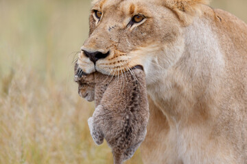 Fototapeta premium Lioness (Panthera leo) mother walking while carrying her newborn cub in her mouth, Kruger National Park, Mpumalanga, South Africa