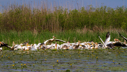 
Pelicans in the Danube Delta, Romania