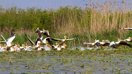 Pelicans in the Danube Delta, Romania