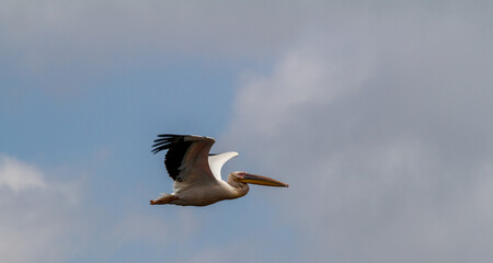 Fototapeta na wymiar Pelicans in the Danube Delta, Romania