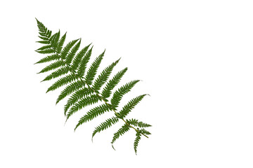 Fern leaf isolated on white background