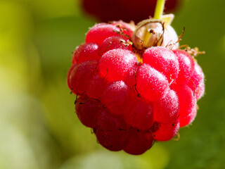 European Rubus idaeus raspberry fruit on the plant