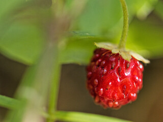 Wild strawberry, or woodland strawberry fruit on the plant