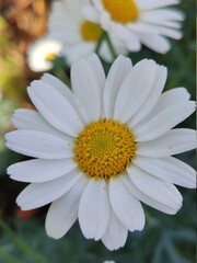 Fototapeta premium chamomile in the greenhouse