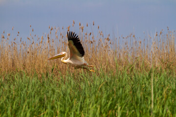 Pelicans in the Danube Delta