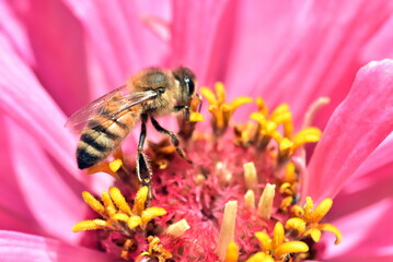 Obraz premium Biene auf einer rosaroten Zinnie