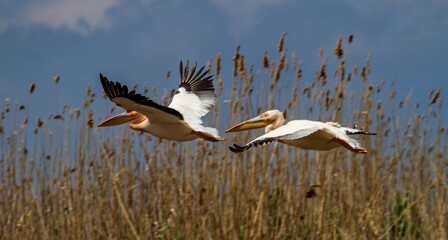 Pelicans in the Danube Delta, Romania
