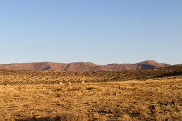 Mountain Zebra National Park, South Africa: Antodorcas marsupialis, the springbok grazing on a high plateau