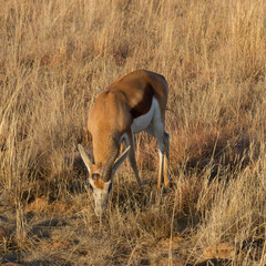 Mountain Zebra National Park, South Africa: one horned male springbok, probably lost in fight with a rival for mating rights