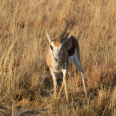 Mountain Zebra National Park, South Africa: one horned male springbok, probably lost in fight with a rival for mating rights