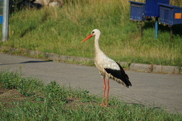 Der Storch auf der Dorfstrasse in Polen