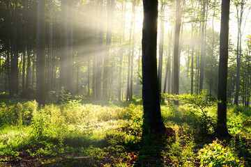 Fototapeta premium Beautiful morning in the forest