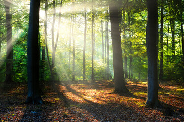 Fototapeta premium Beautiful morning in the forest