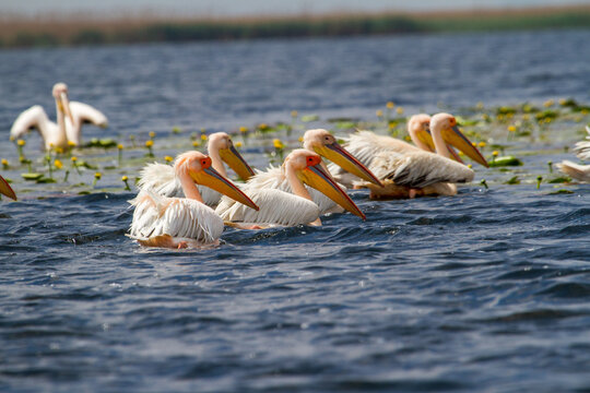 Donaudelta Bilder Durchsuchen 901 Archivfotos, und