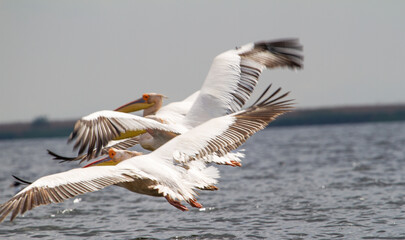 Pelicans in the Danube Delta, Romania