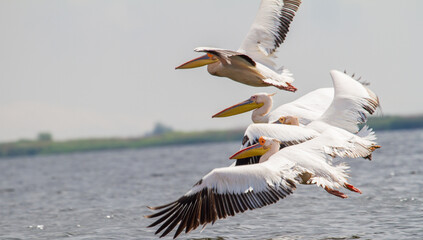 Pelicans in the Danube Delta
