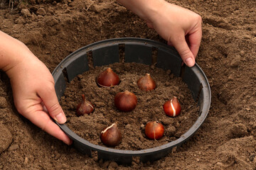 A farmer plants tulip bulbs. How to plant tulip bulbs in the open ground in autumn or spring. Top...