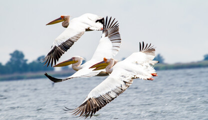 
Pelicans in the Danube Delta, Romania