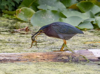 Green Heron catching a frog for his next meal