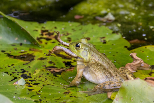 Green frog eating a smaller green frog on a small pond
