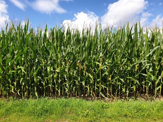A sideways portrait of a field of corn crops with grass in front of it and a blue sky with some...