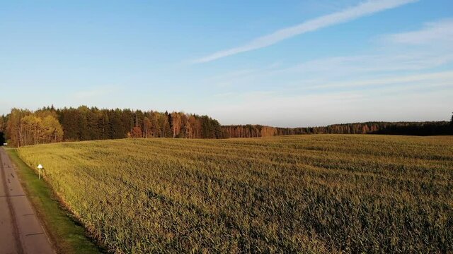 cornfield aerial, flying over autumn yellow corn field, country side, top view, shot from drone