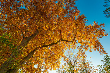 Die Baumkrone eines Laubbaumes im Herbst