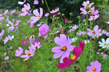 Decorative Cosmos flowers bloom in nature