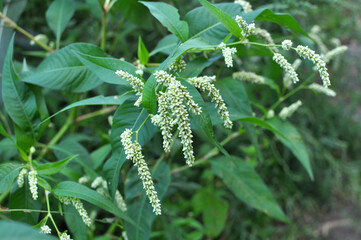 Weeds of Persicaria lapathifolia grow in the field
