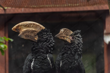Bycanistes brevis bird with big beak like wooden © luzkovyvagon.cz