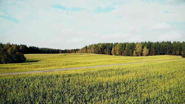 cornfield aerial, flying over autumn yellow corn field, country side, top view, shot from drone